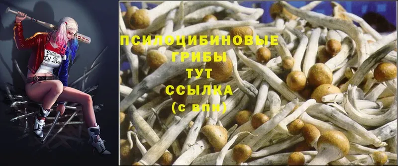 Псилоцибиновые грибы Psilocybe  кракен   Новоуральск 